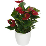 Anthurium red + White Cachepot